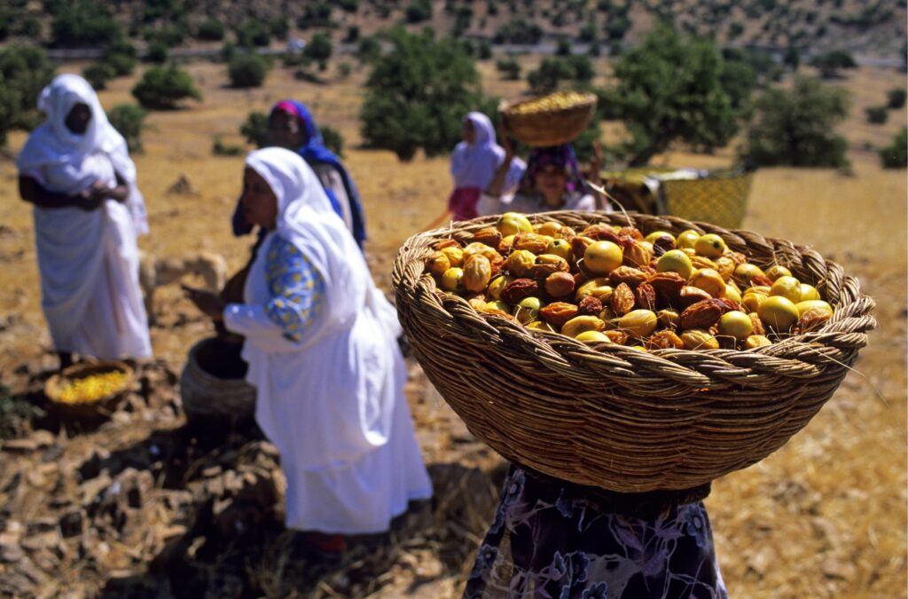 argan kernels picking
