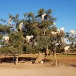 argan