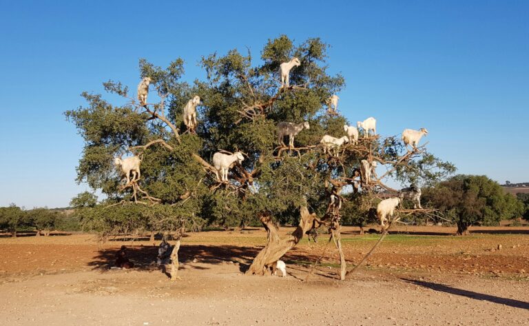 The Role of Fair-Trade in Argan Oil Production