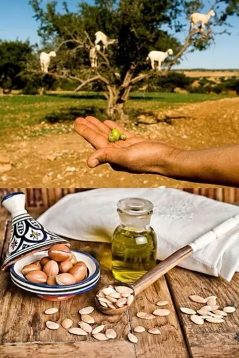 Argan oil case study: how a small business became a global brand