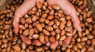 How argan oil factory standards ensure high-quality production