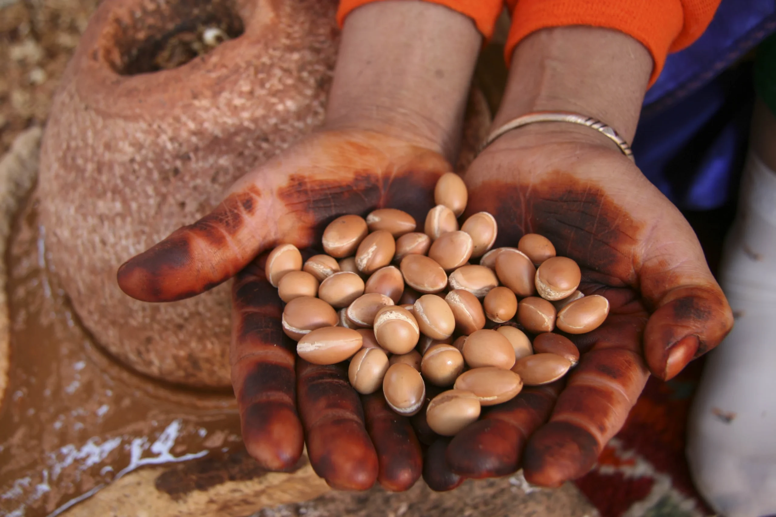 Here are the argan seeds which are then used to make the oil. It can be used for dietary purposes or for well-being.